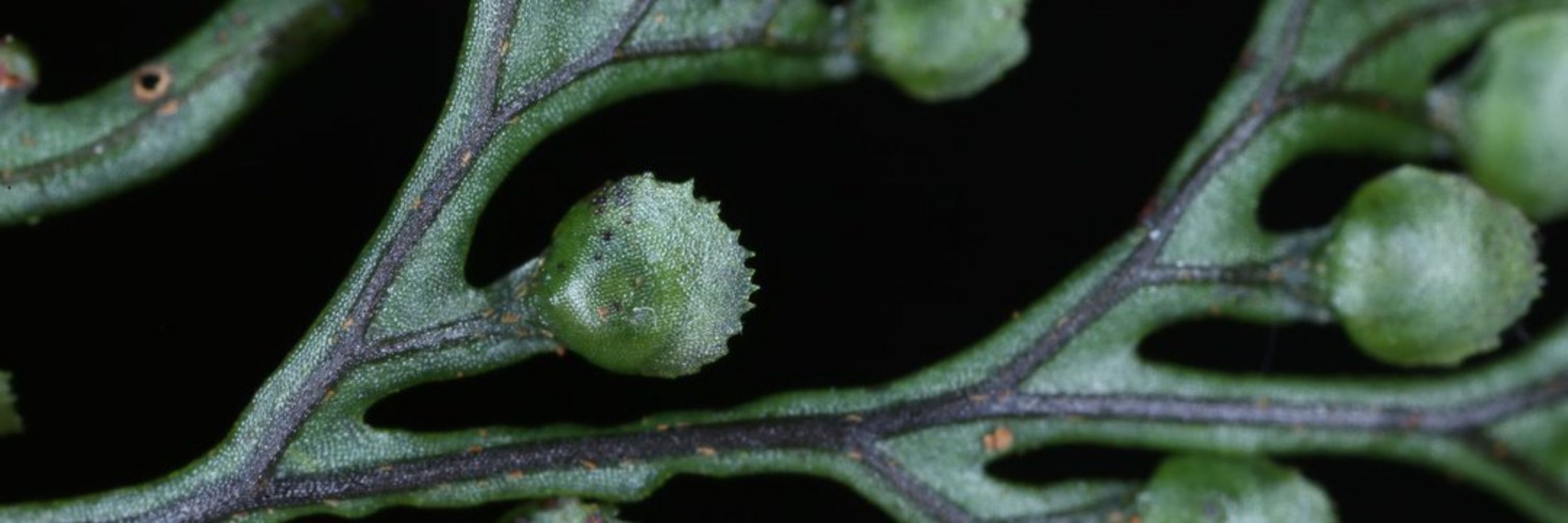 Grupo de trabajo de Pteridología (SEBOT)