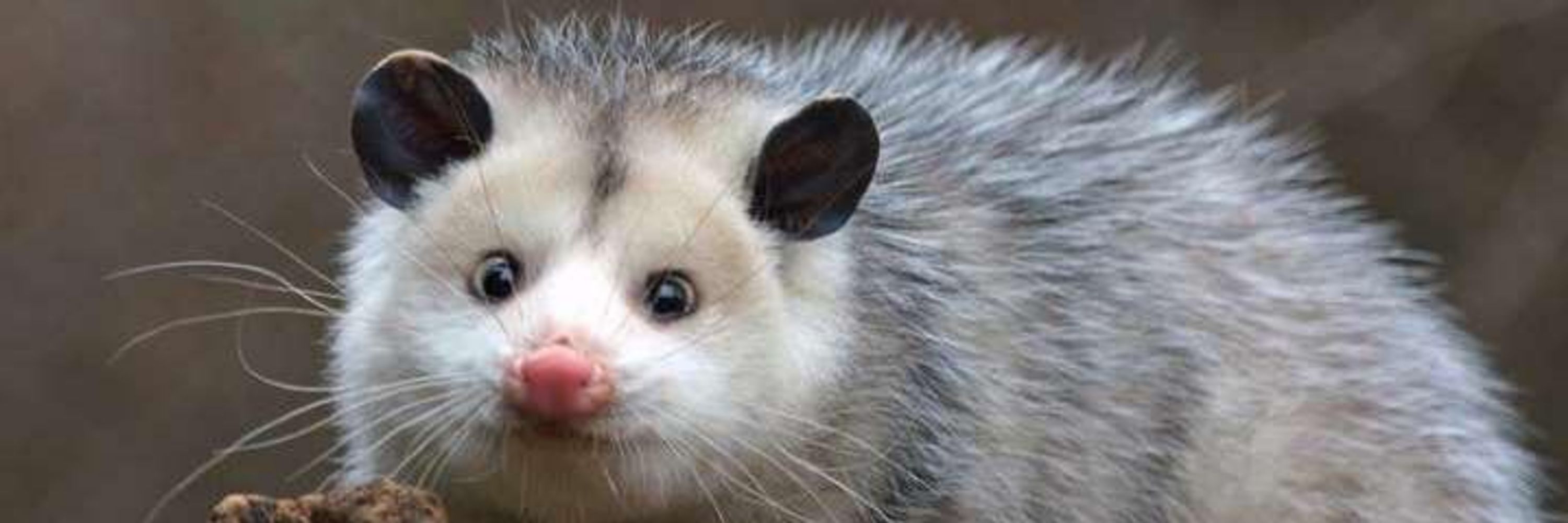 Possum
