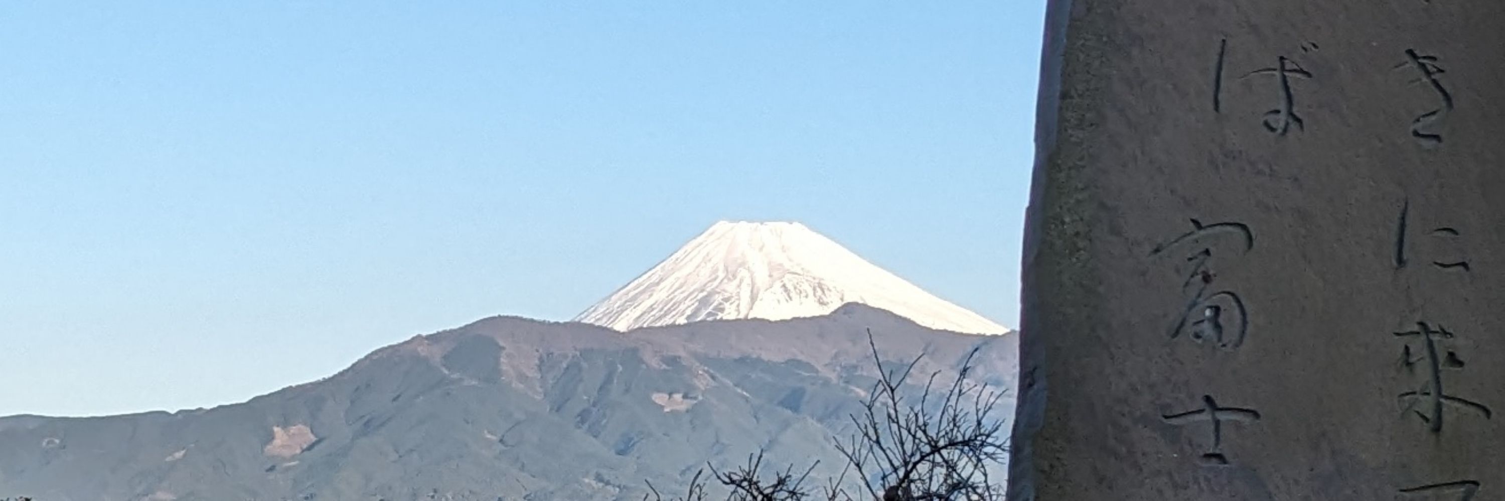 藤