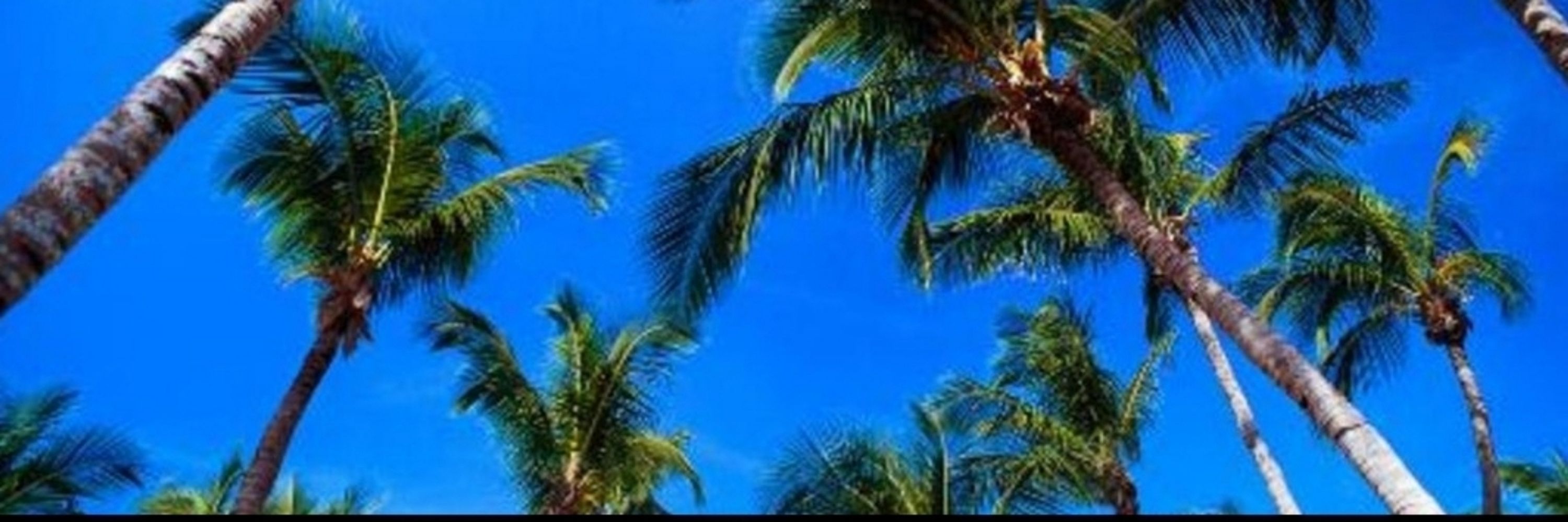 Carrie🌴🥥☀️🍹🌊⛱️💙