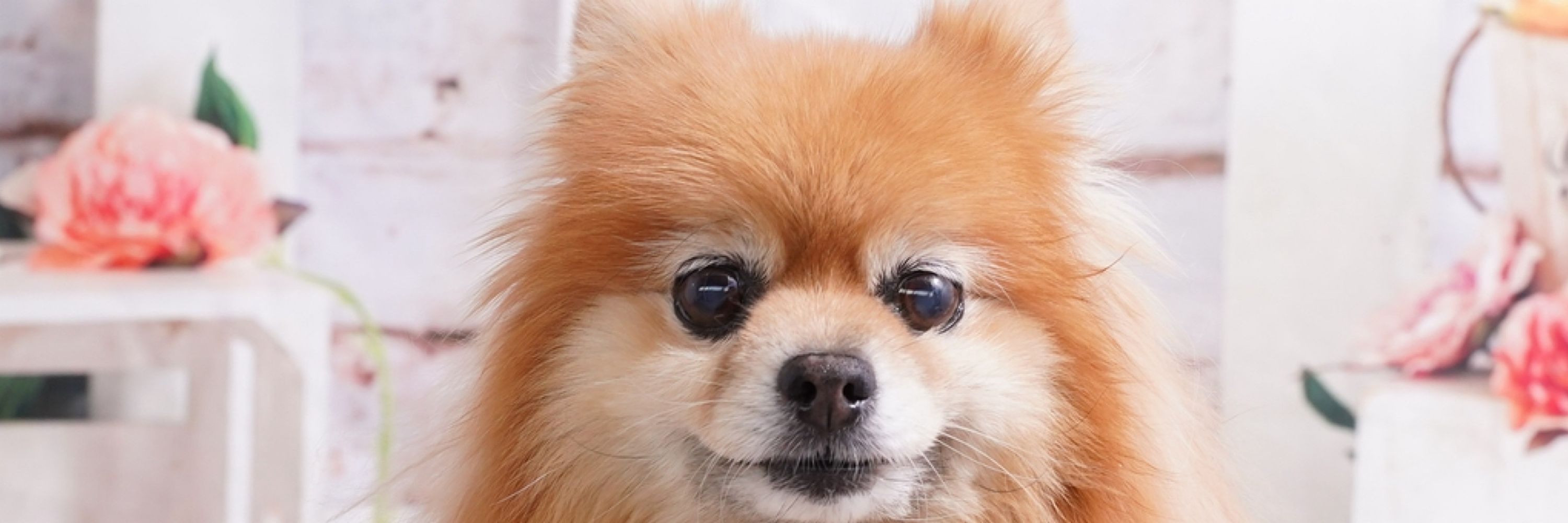 もふ🐕🐾