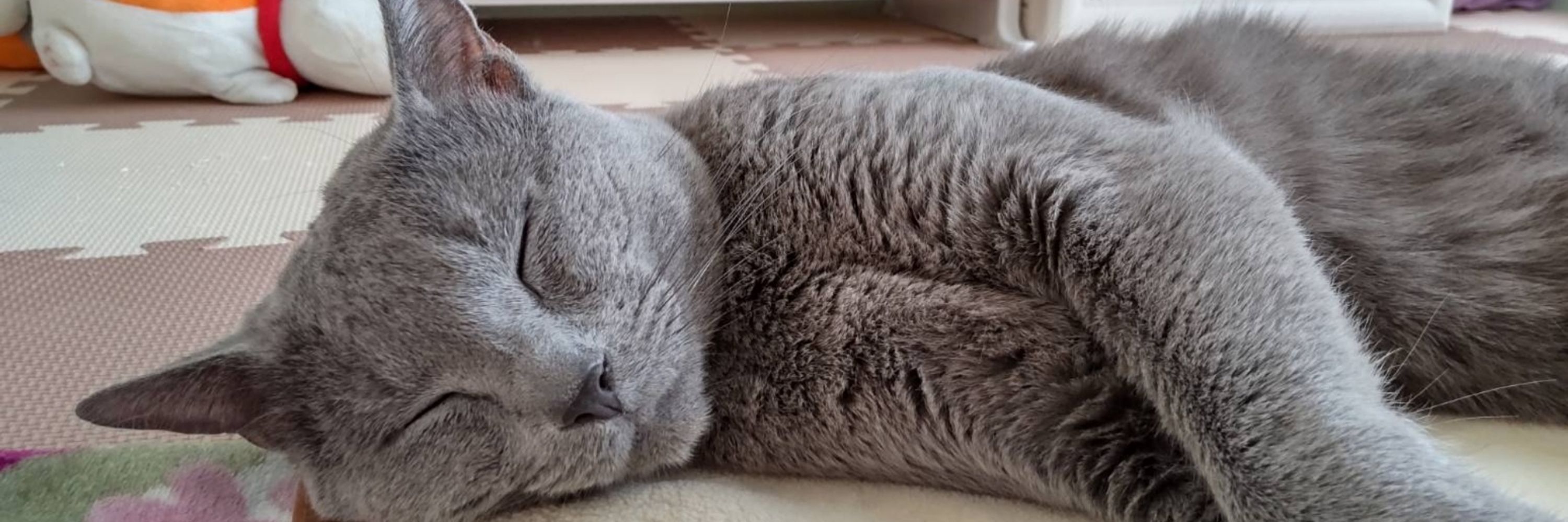 (/ ･ω･)/にゃー