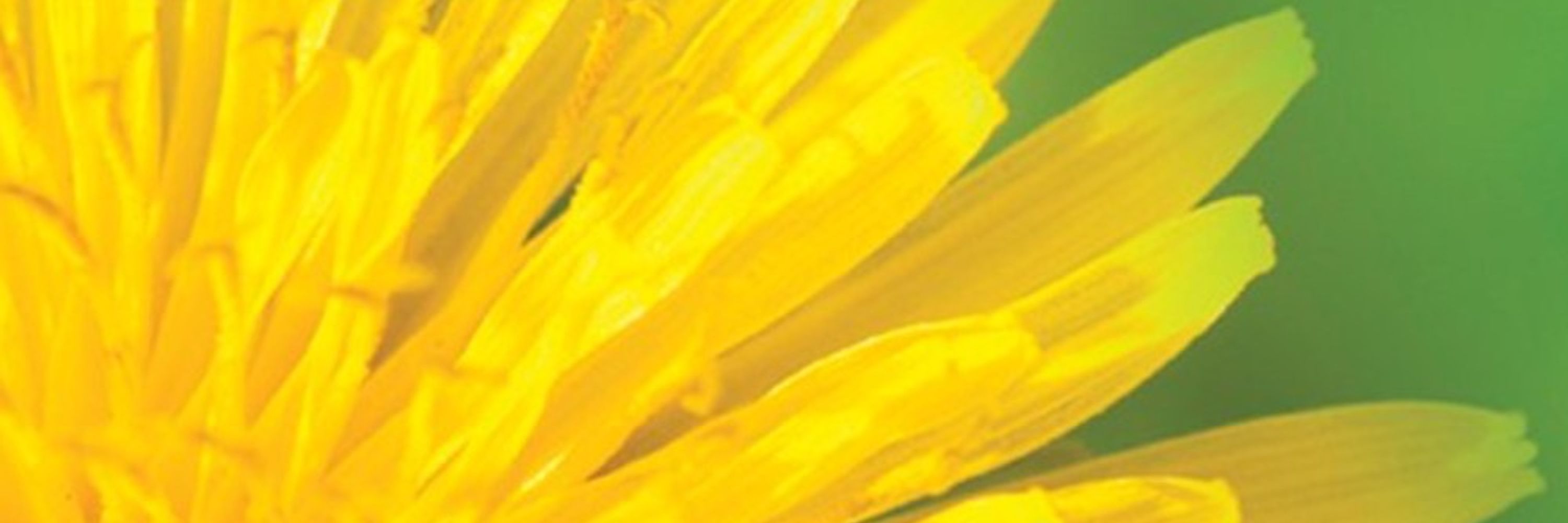 DaveDandelion