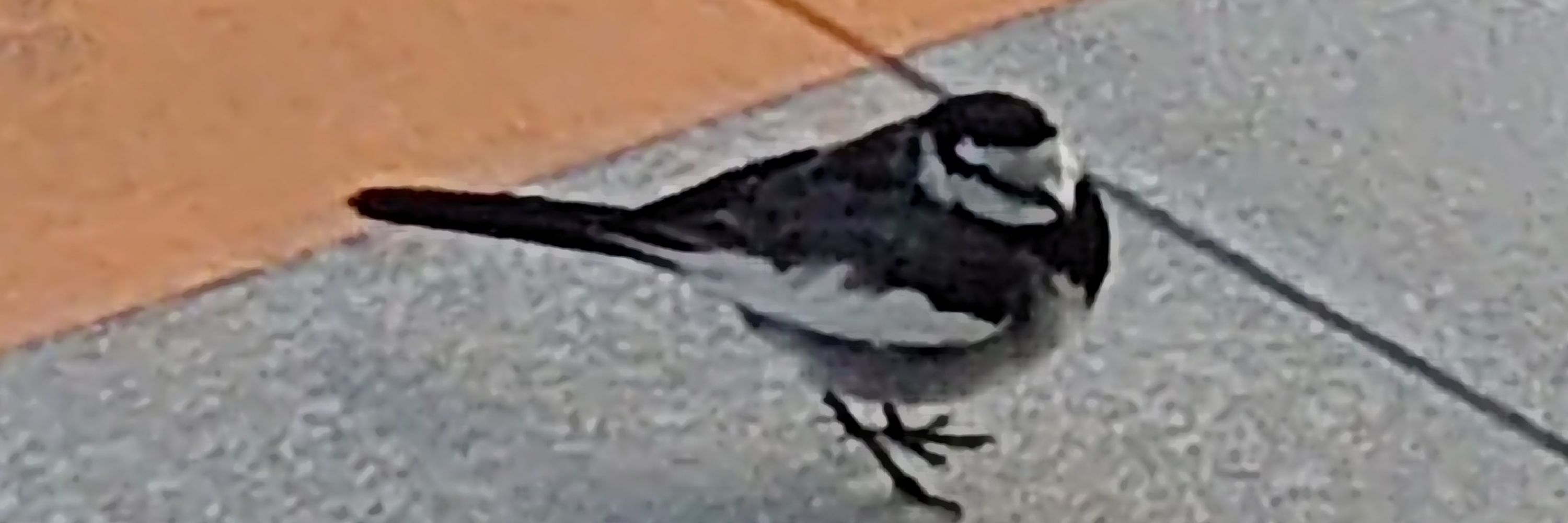鳩
