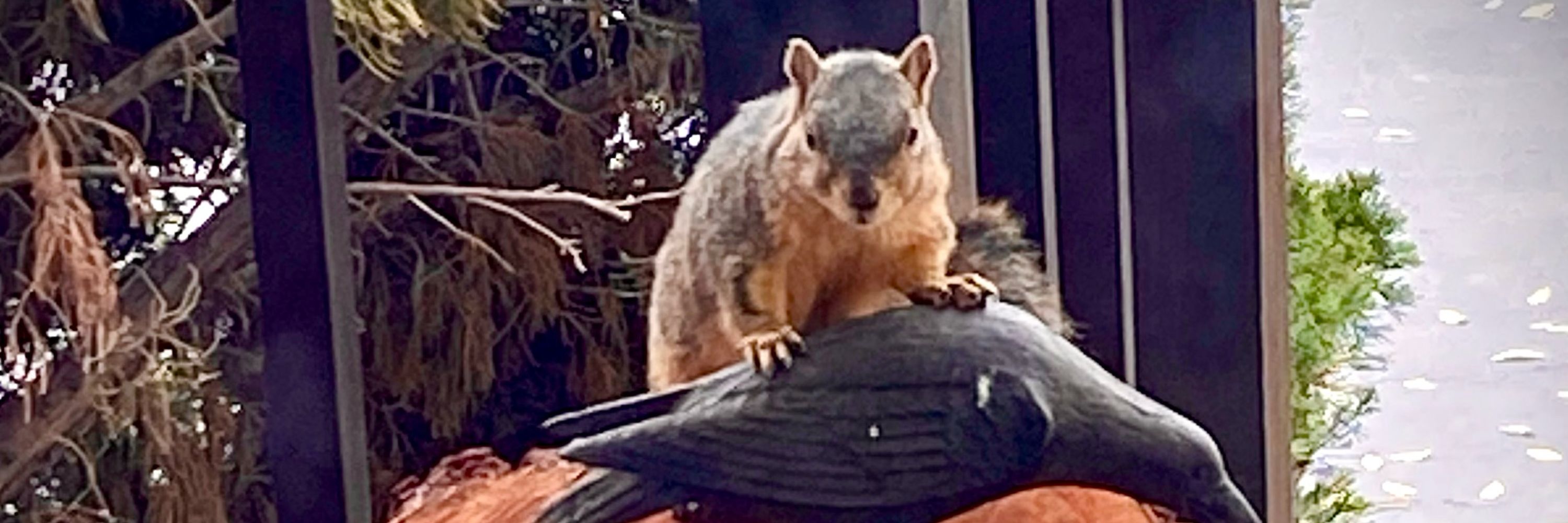 Cyndi Loves Crows 🐦‍⬛ ❤️🐿️