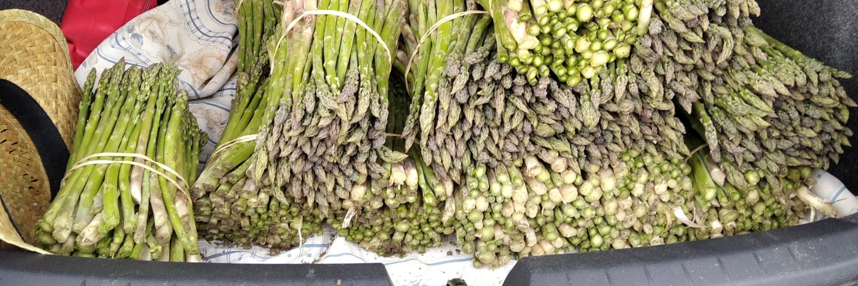 Sharperillo