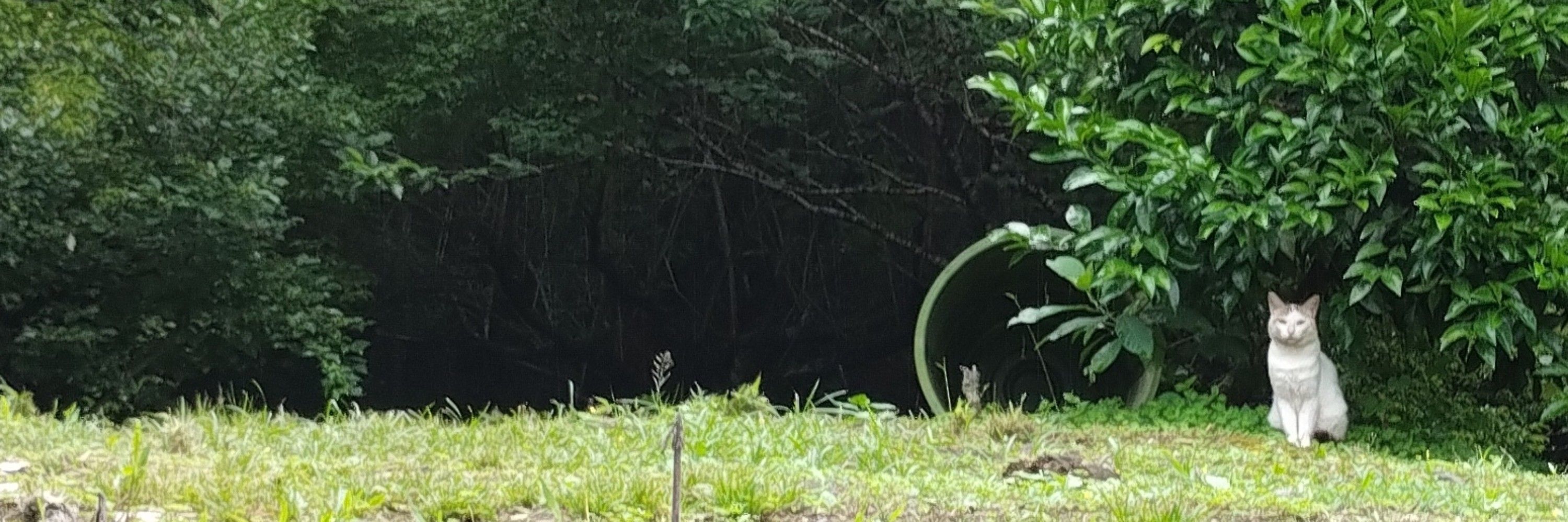④号室の住人（保護猫）