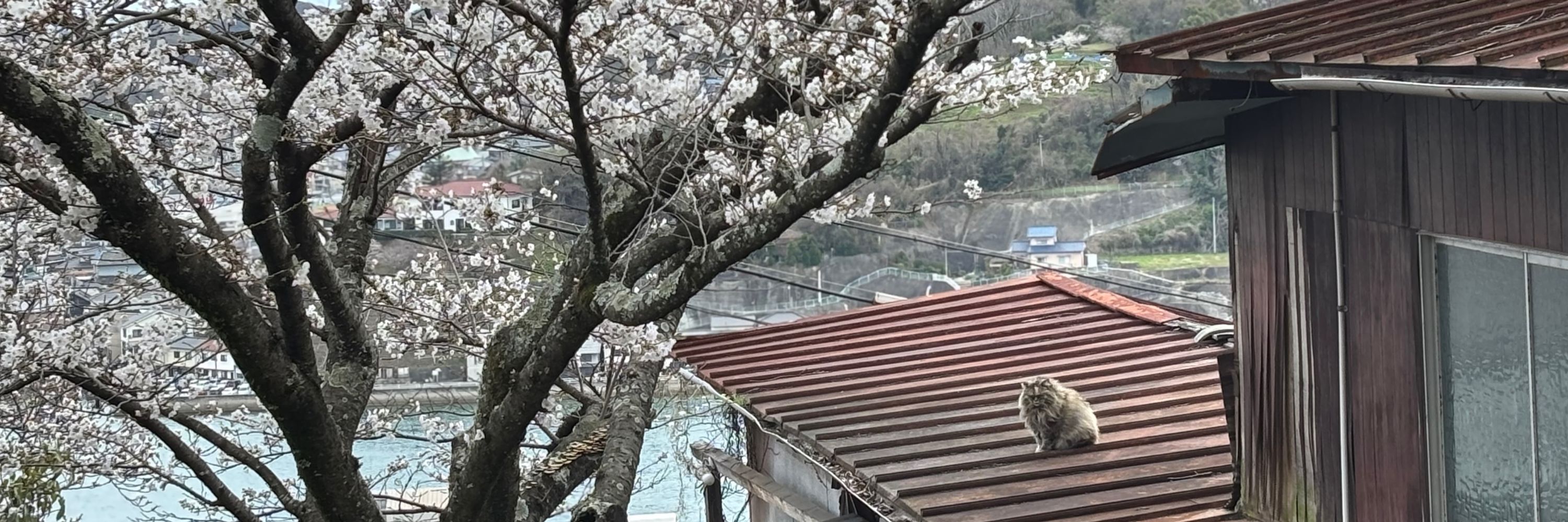 なつき