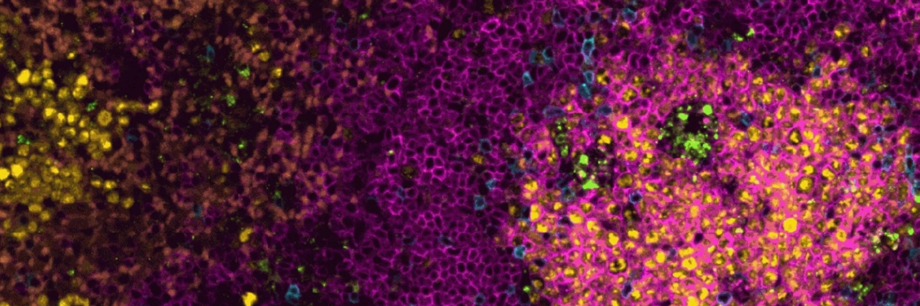 Microscopy