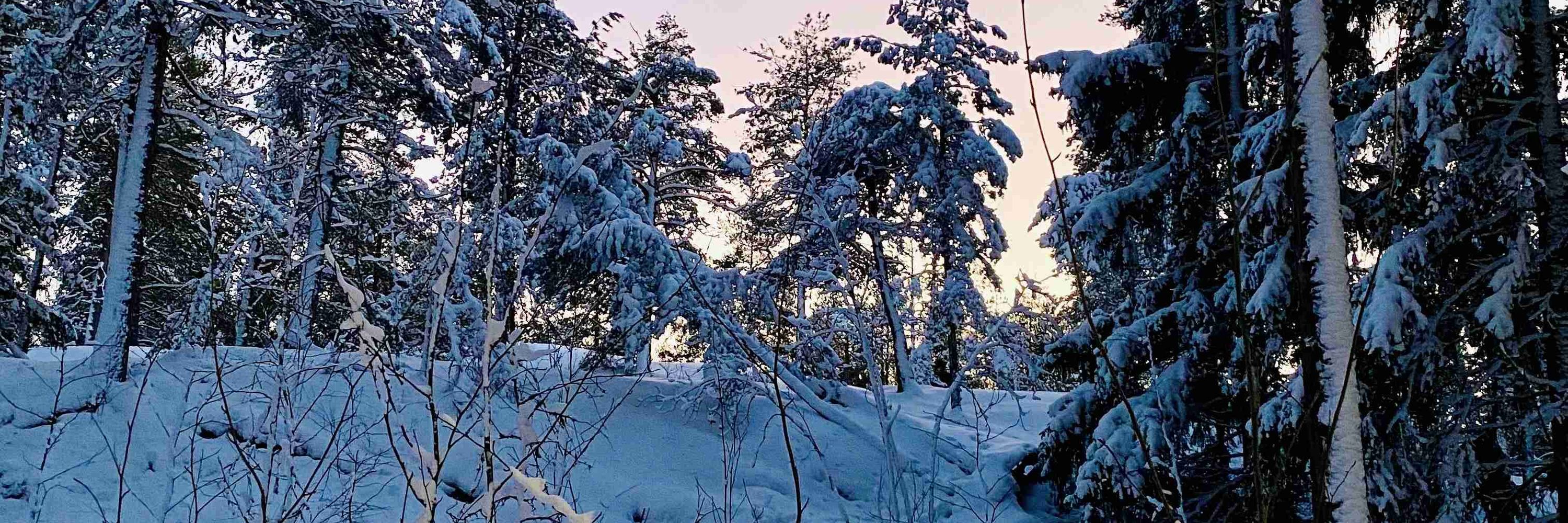 Reetta Pietikäinen
