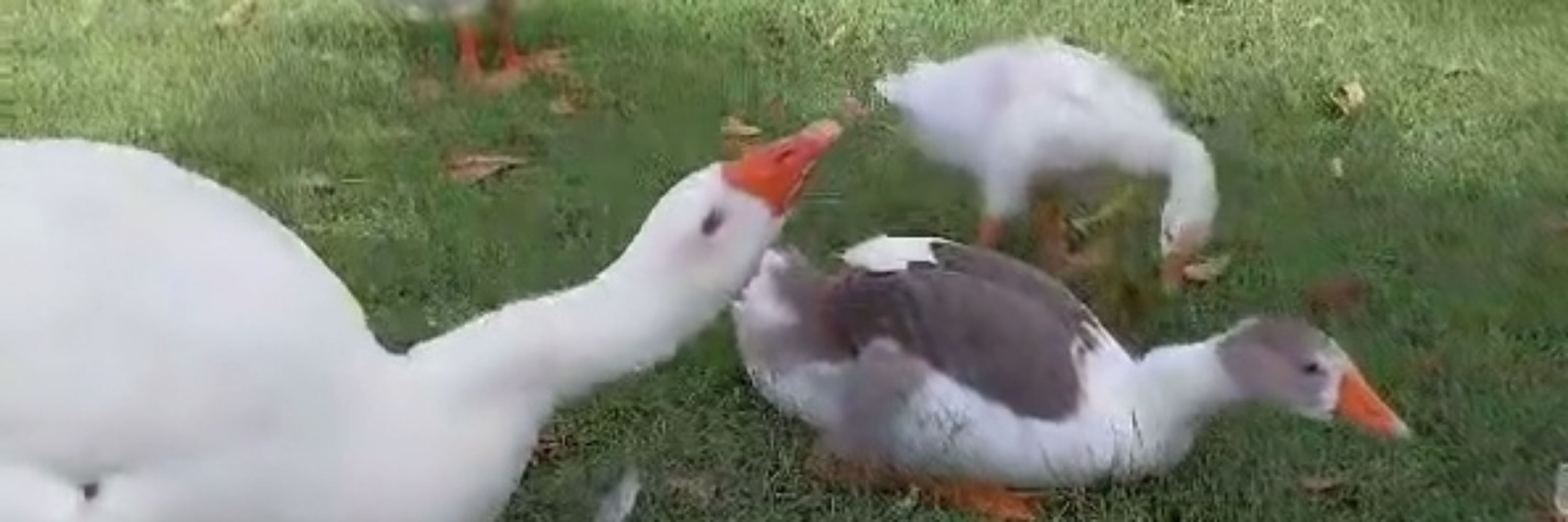 Samantha.B [Goose.Mother]