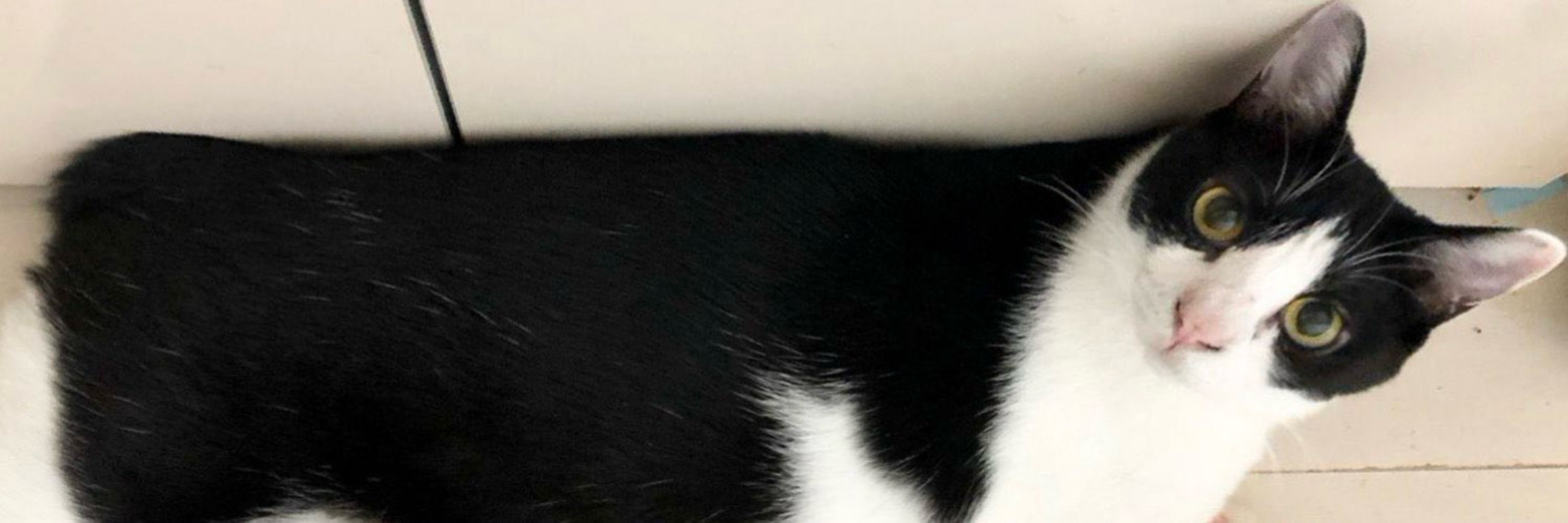ねんねこ