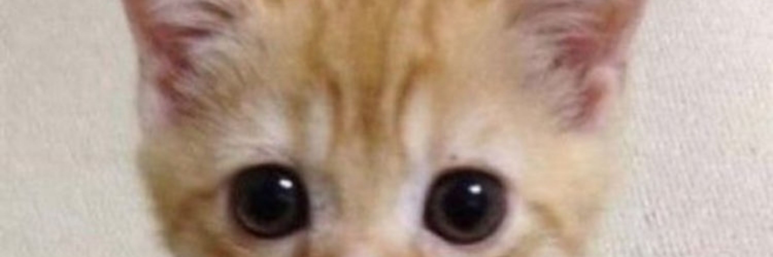 ちゃとら