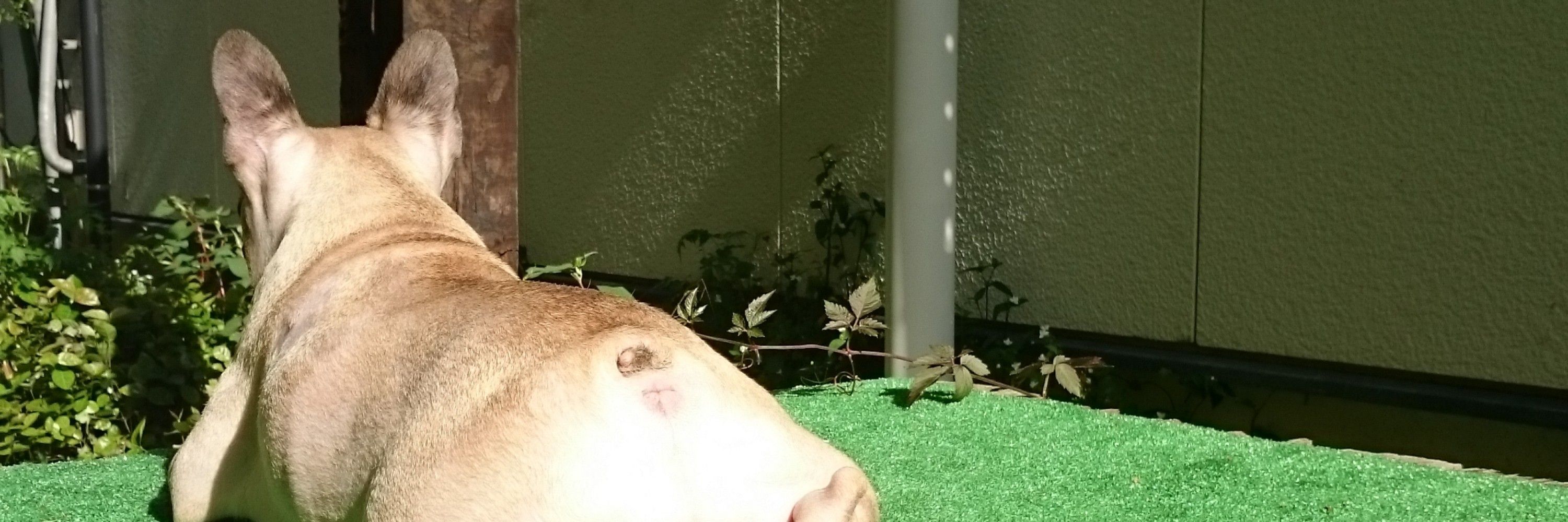 とっぽ