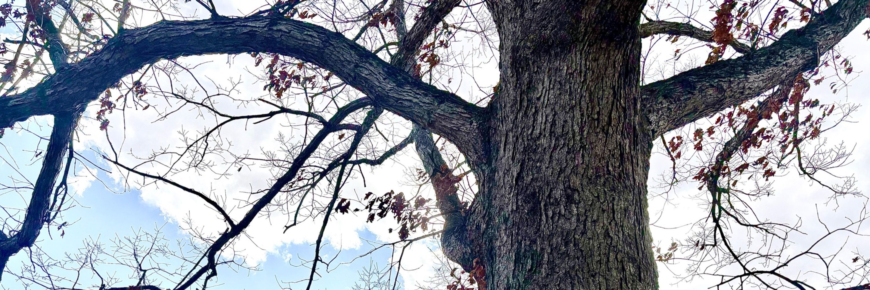Chester County Ramblings