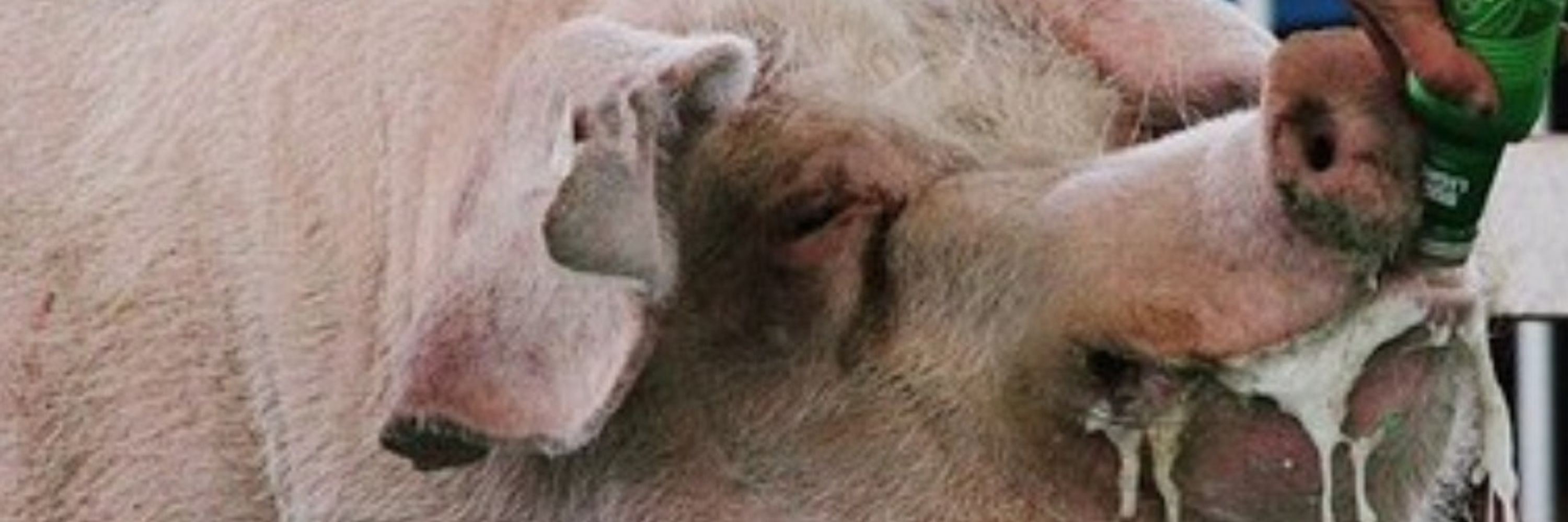 depressed hog