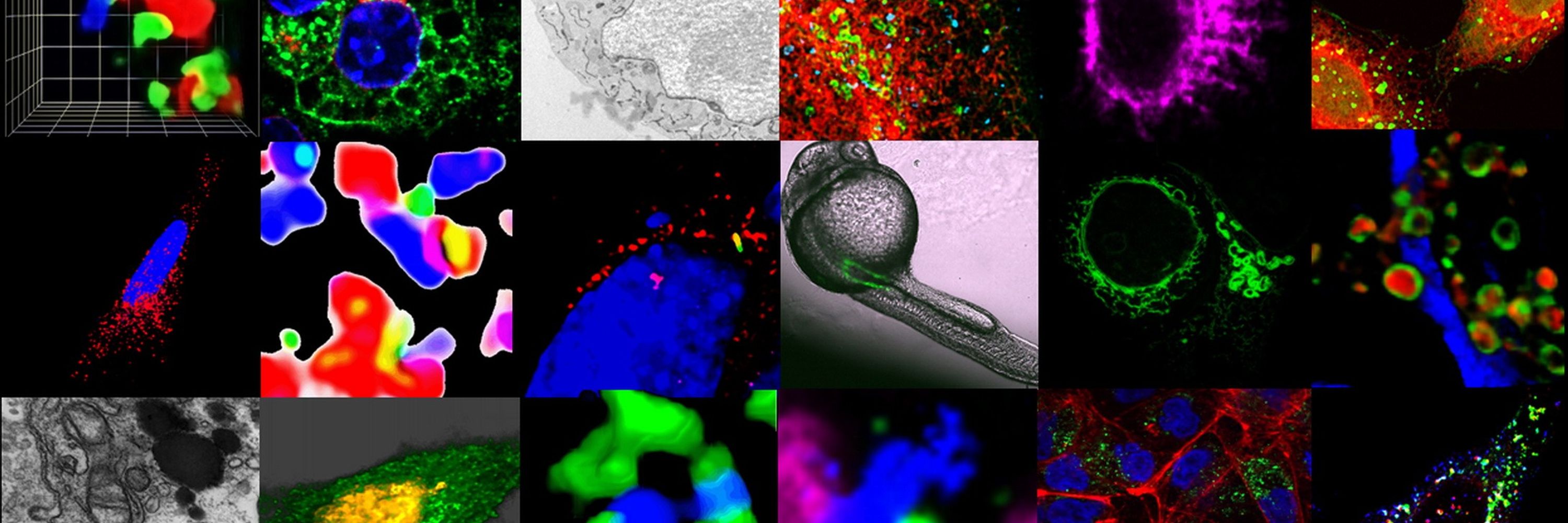 MOREL Lab / MEMBRAMICS research