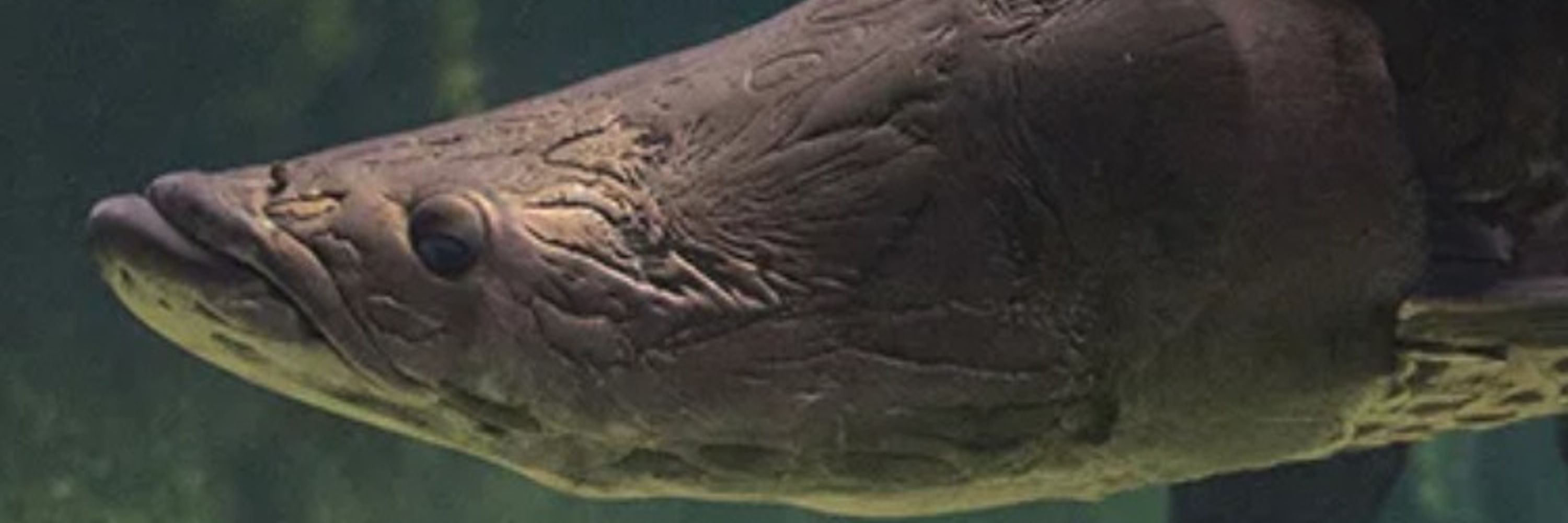 Krebfish