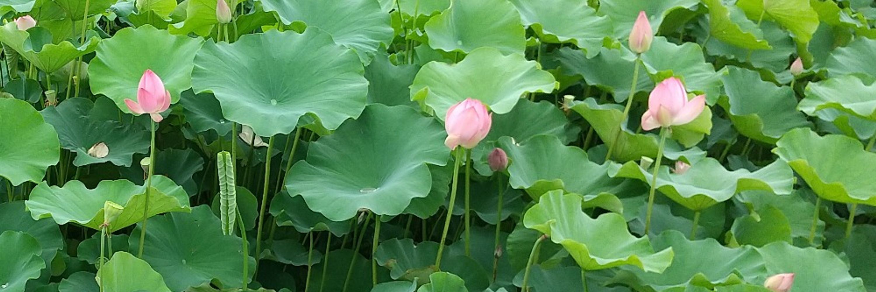 はす