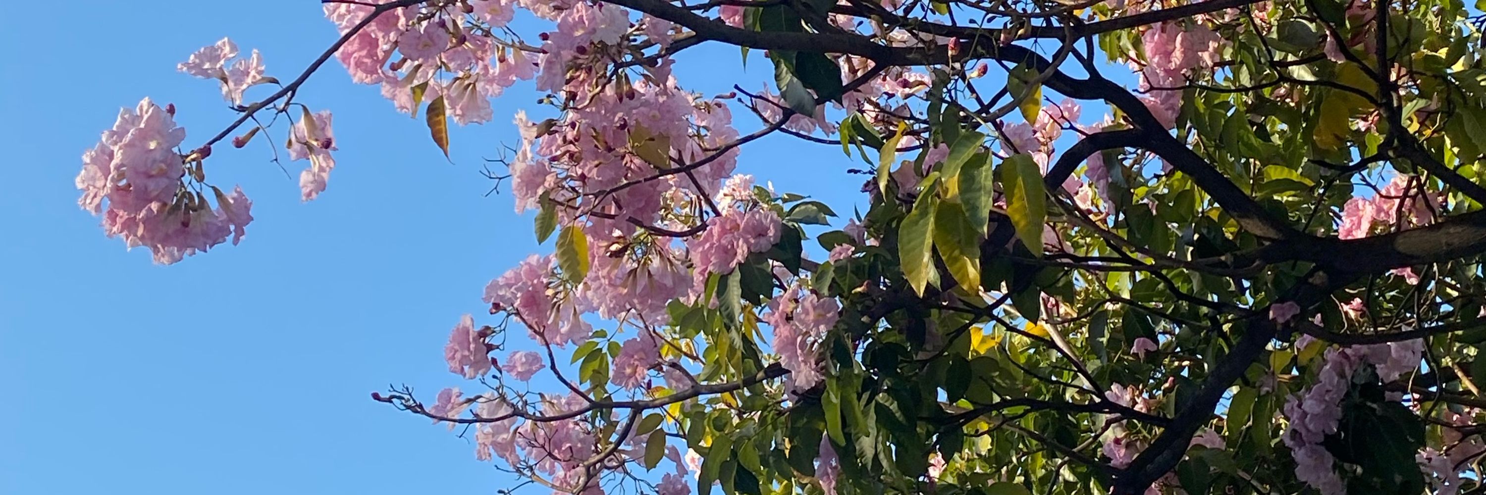 Milla_