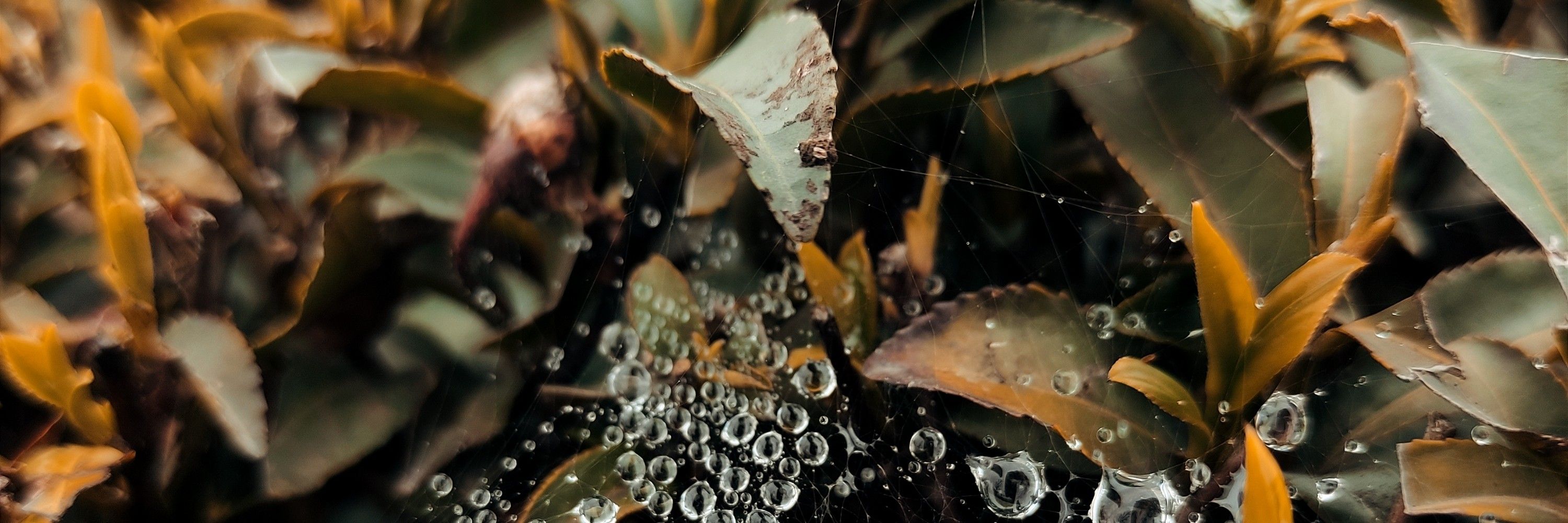 Omid Torabi 