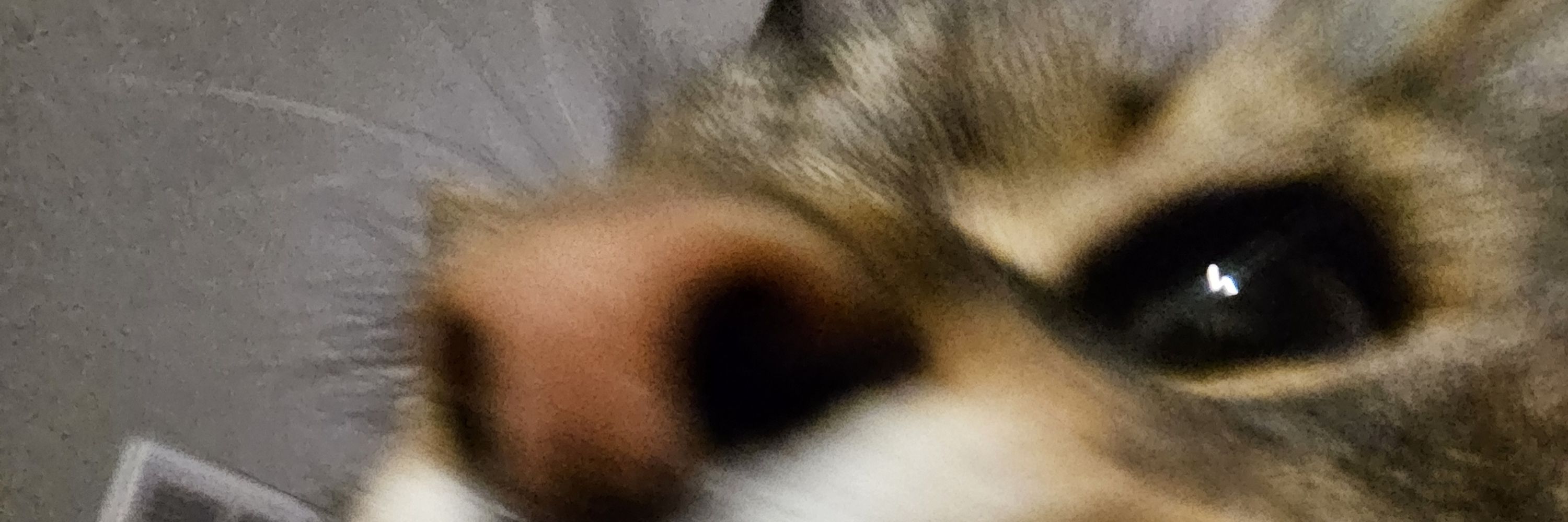 Zo