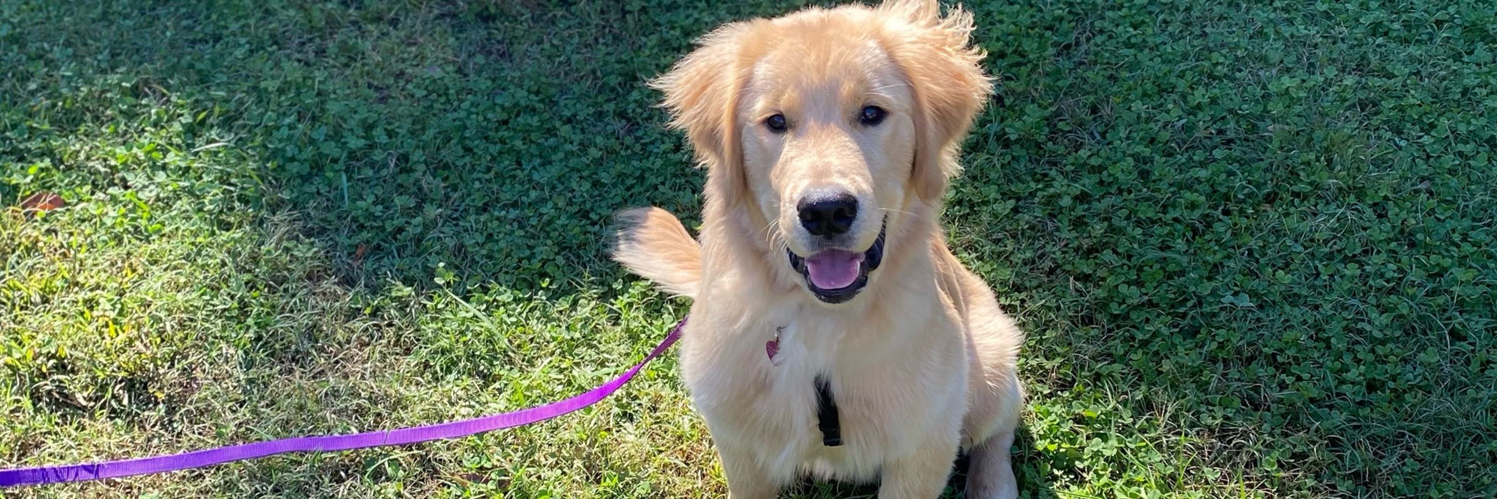 Learning to Dog