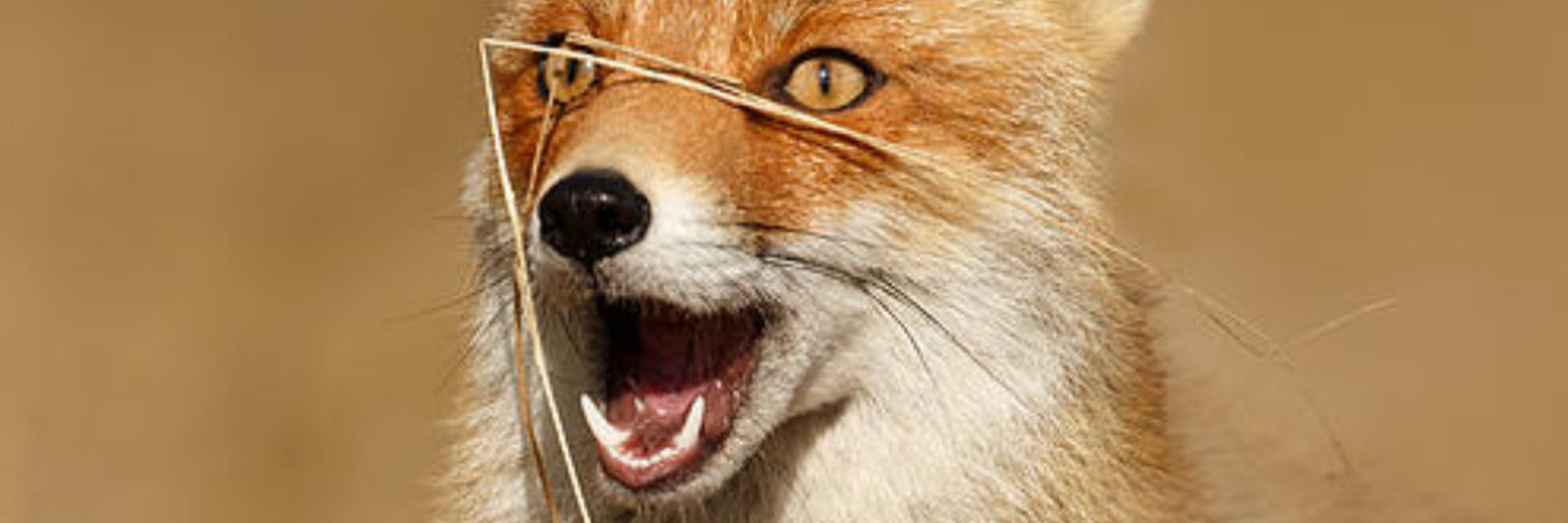 Miskatonic Fox