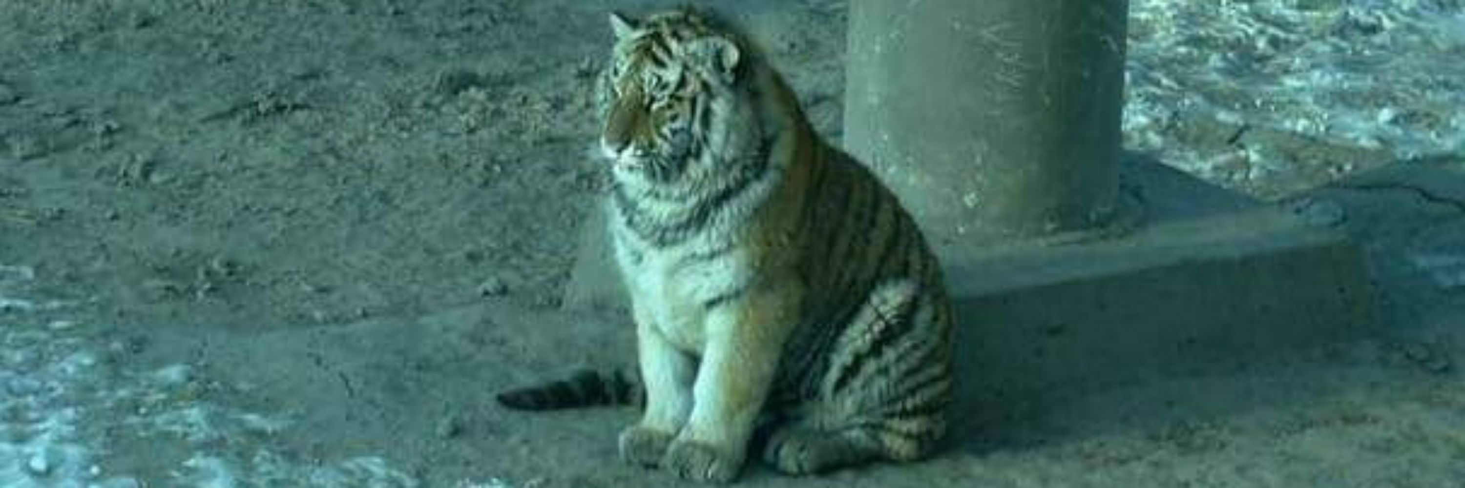 TaigaHarimau 🐯🐻💪(FURUM 2025)
