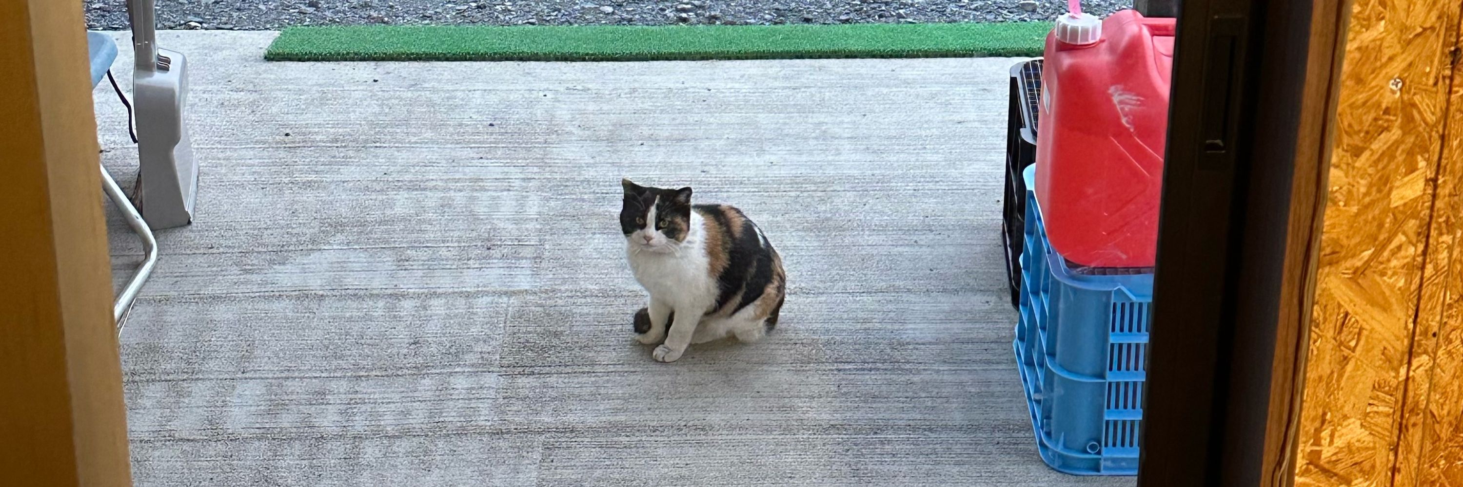 もちばら🐈