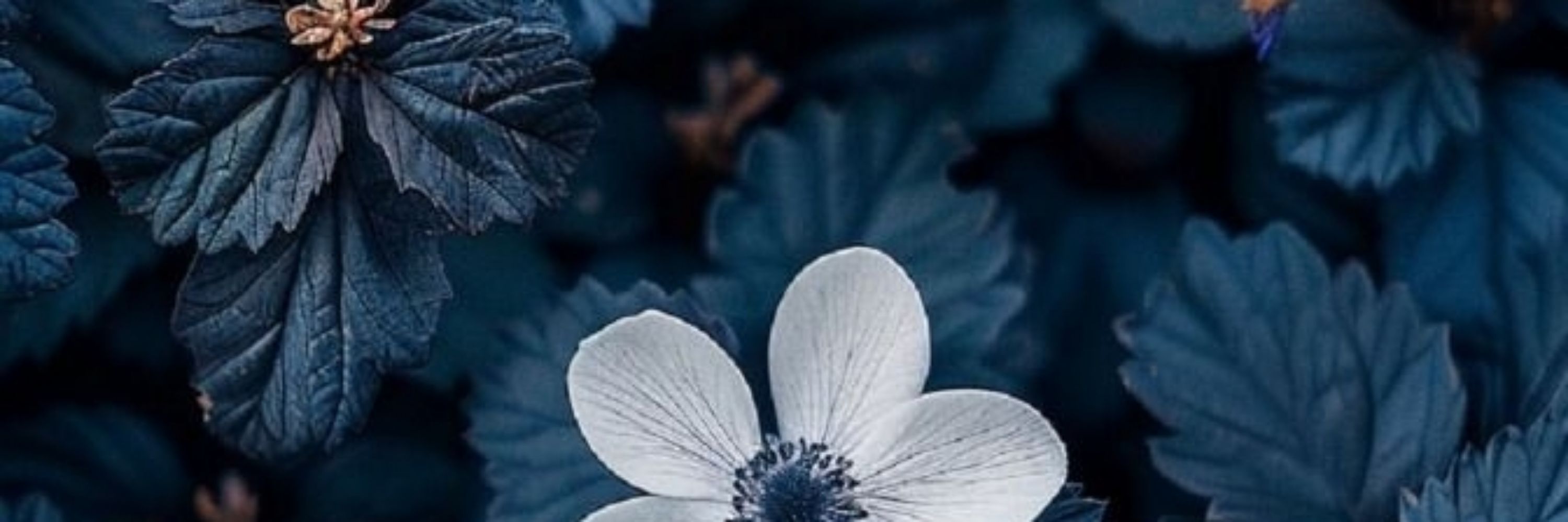 Ellen Hamaker
