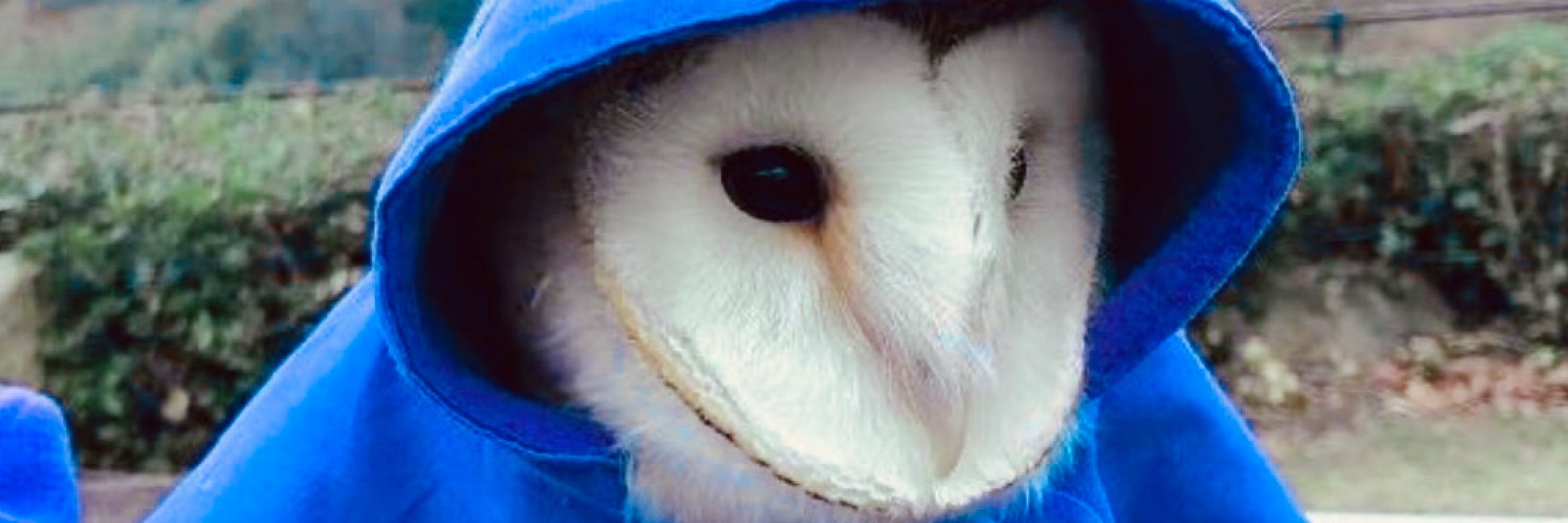 Owl🌱