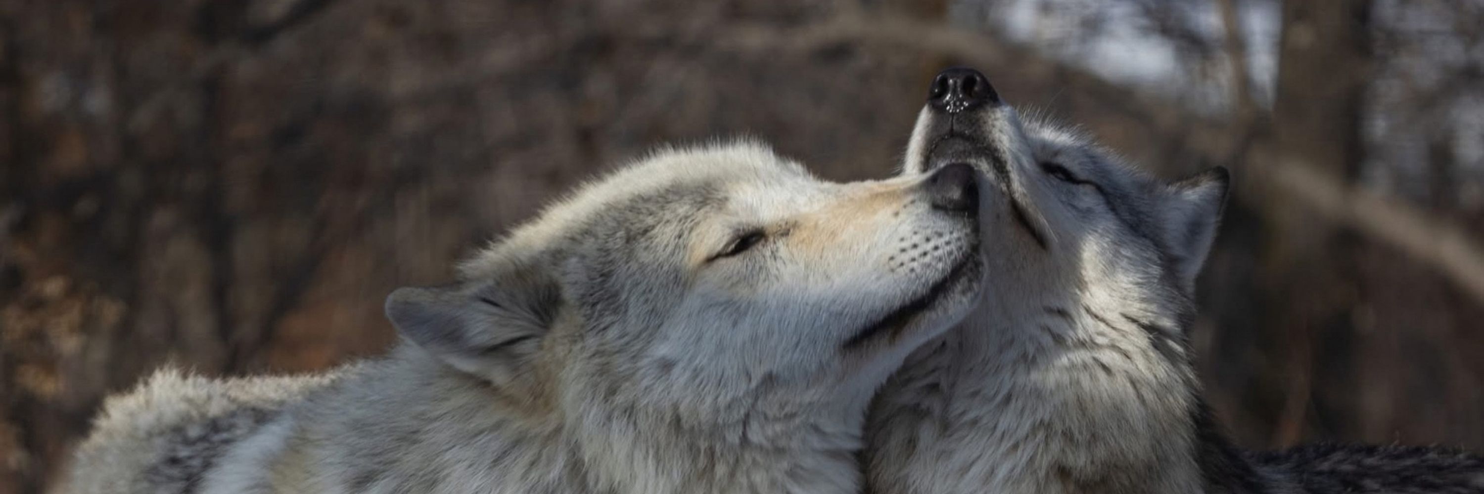 AliPup🐺🐾