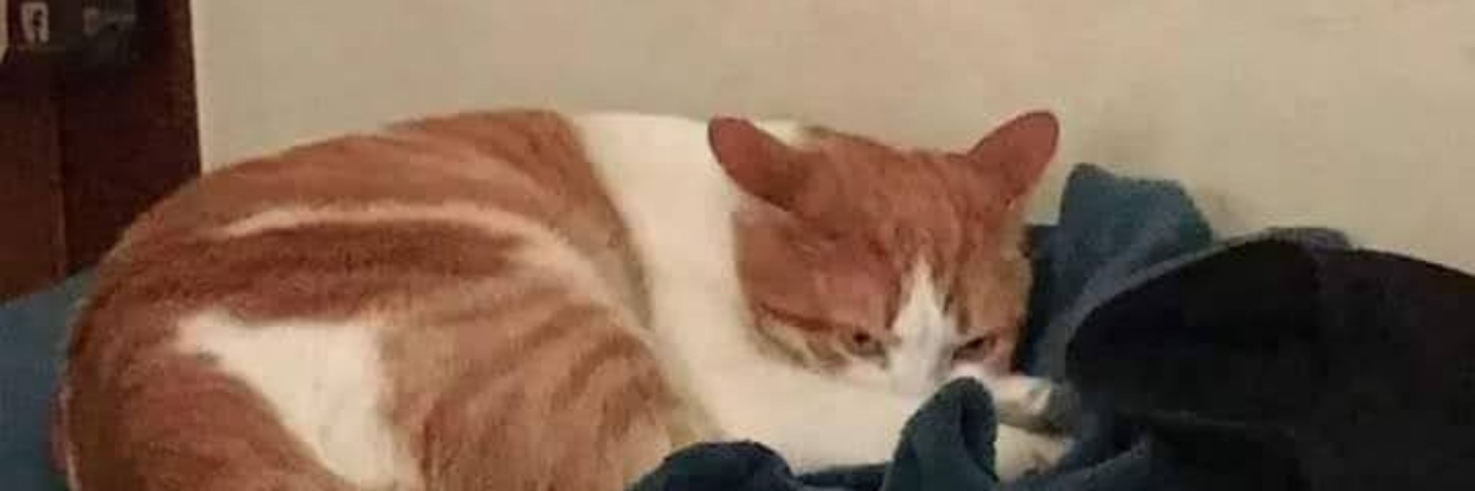 gustavo