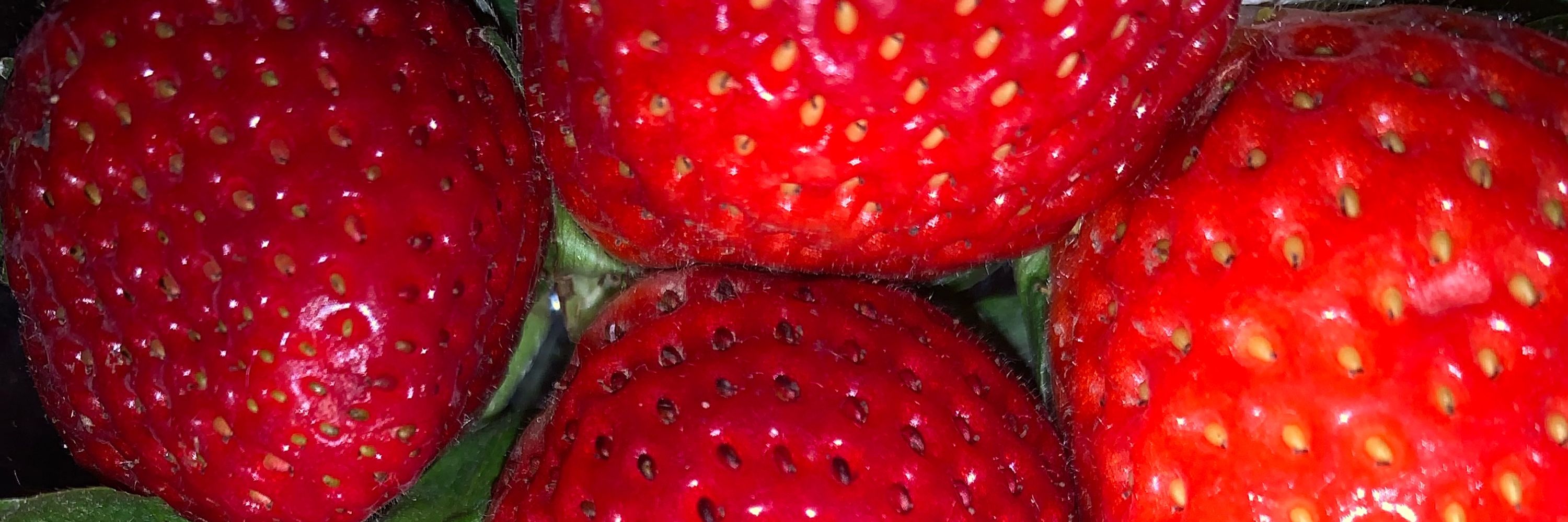 𝔅𝔦𝔟𝔦 🍓