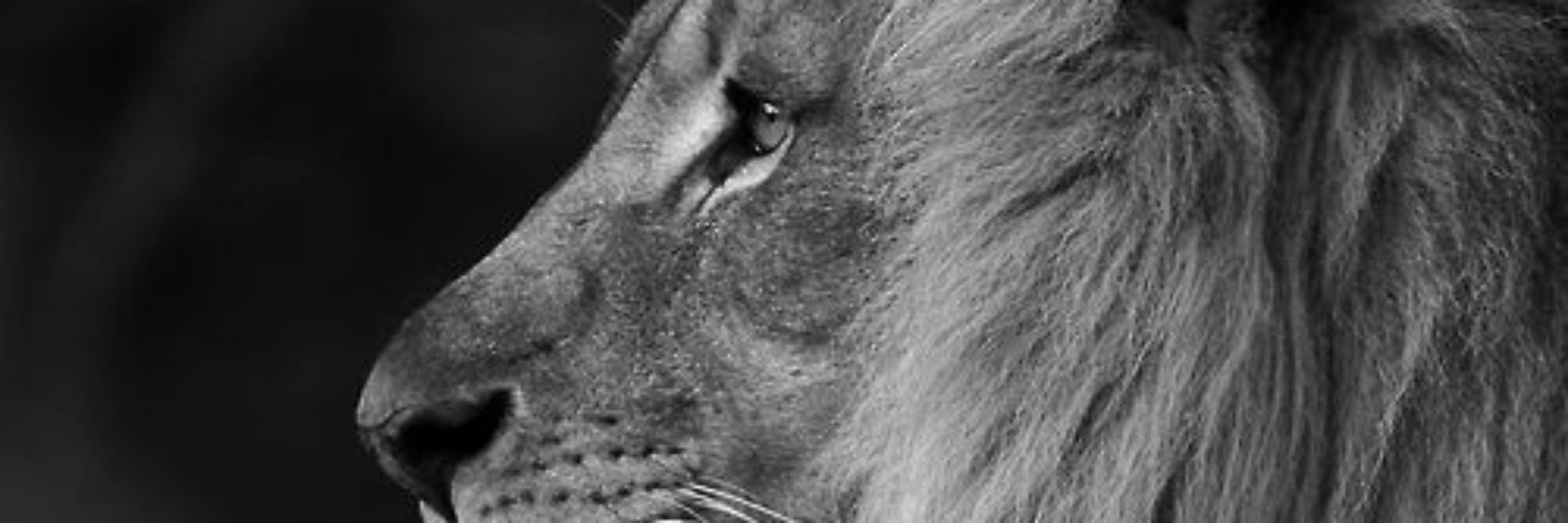 Lєóη🦁