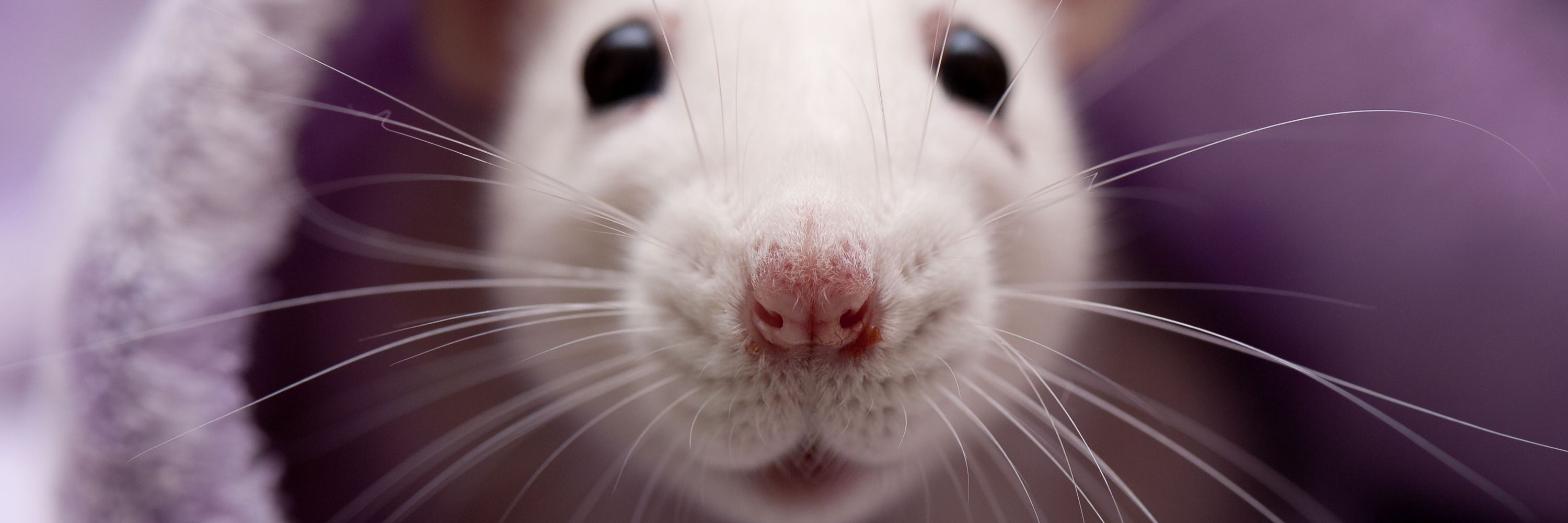 The Rat