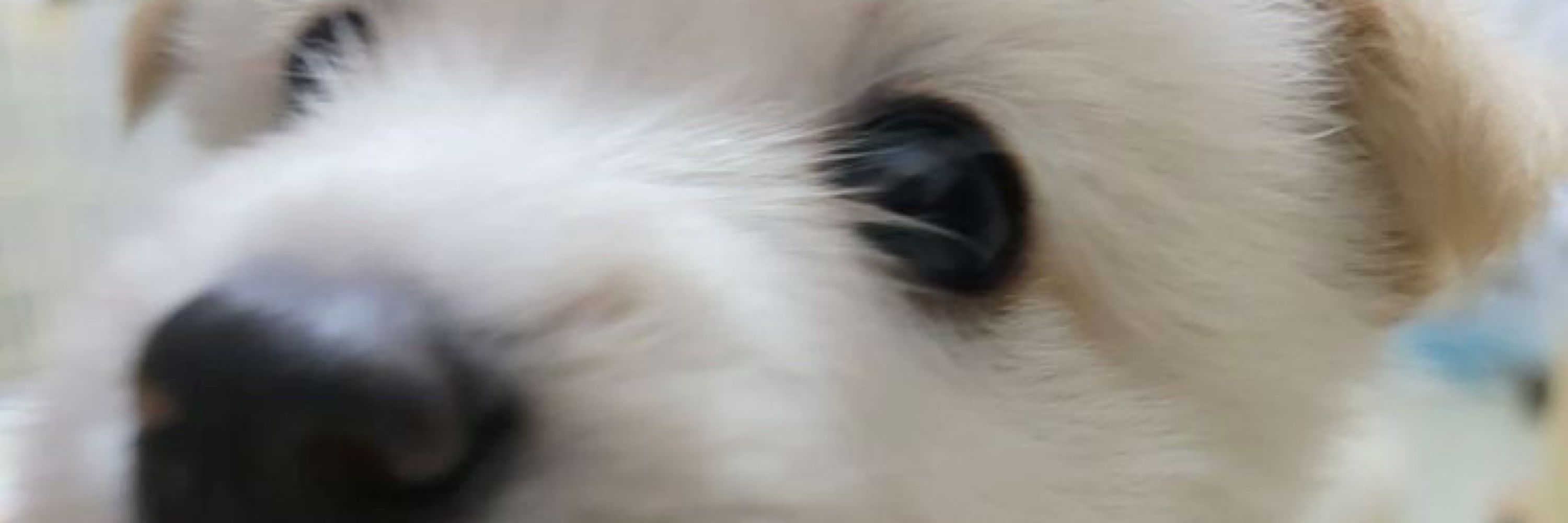 ʕ •ᴥ•ʔ