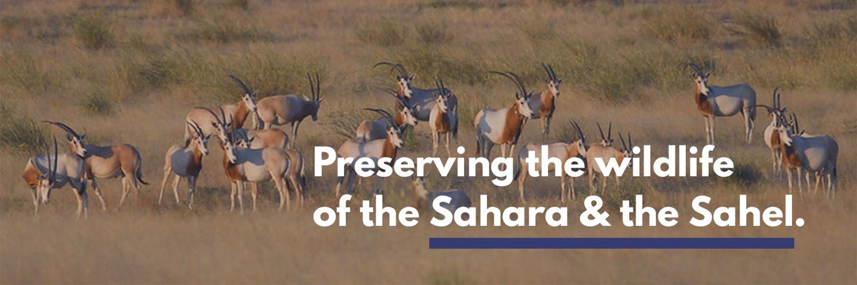 Sahara Conservation