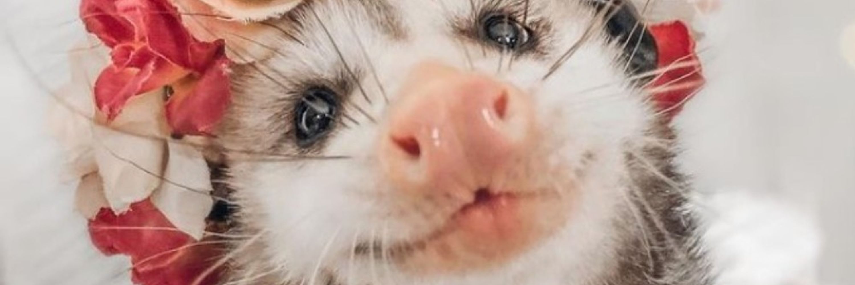 Fluff