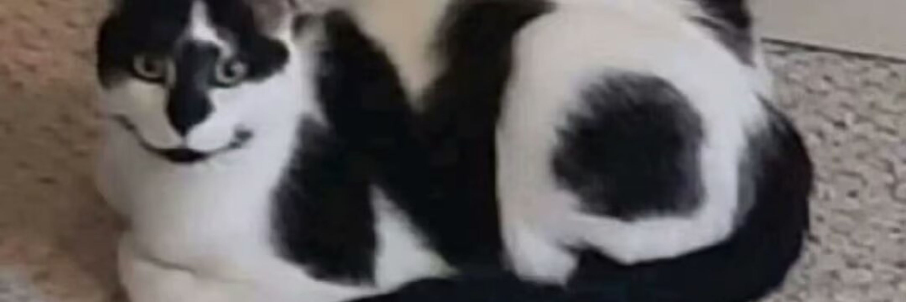 梳子喙