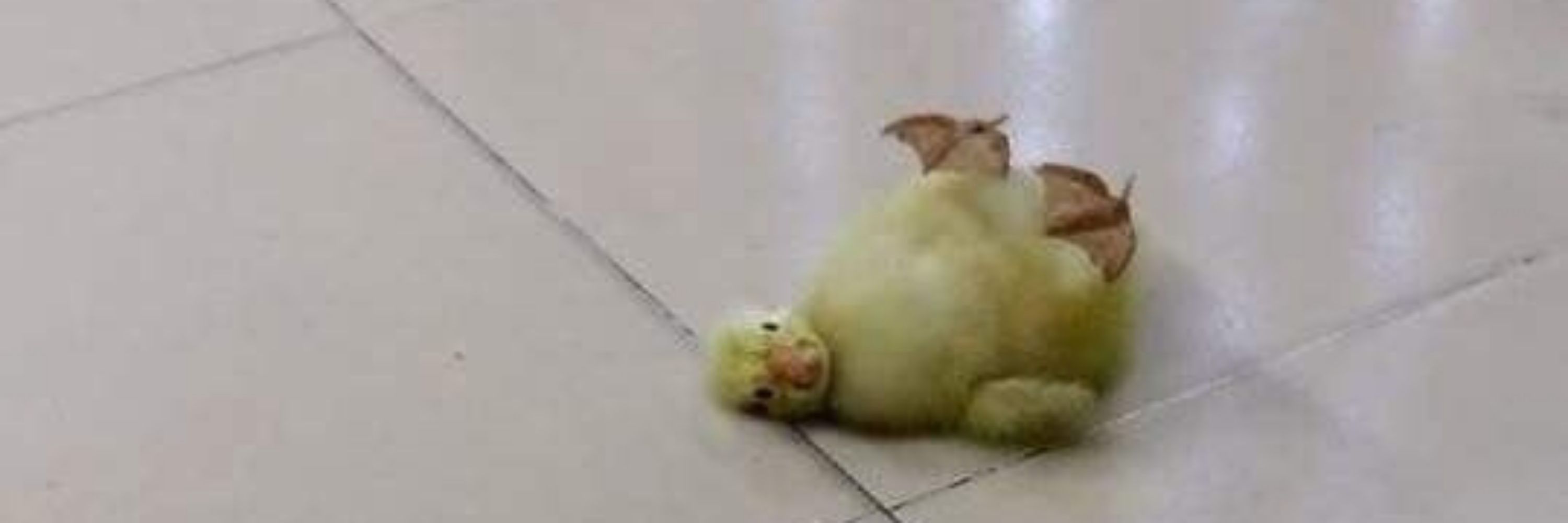 S L E E P Y  B O Y 