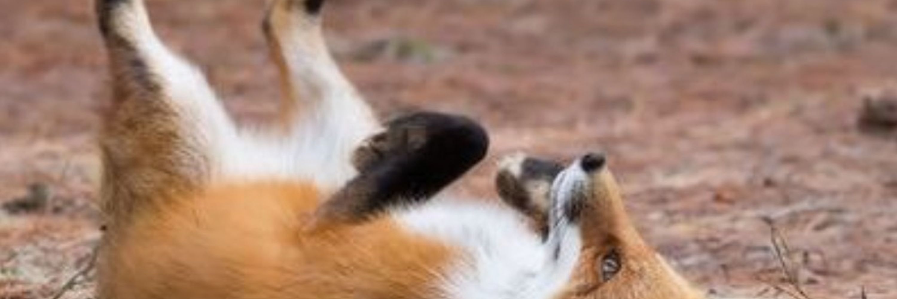 Thefoxbites