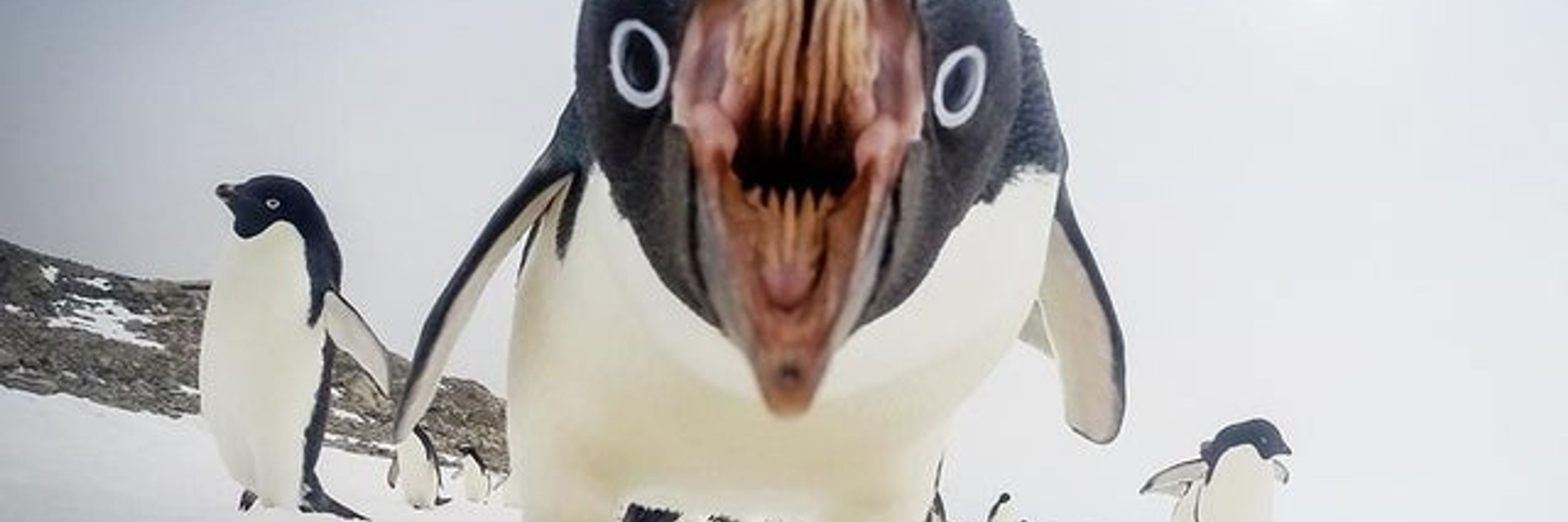 yarp
