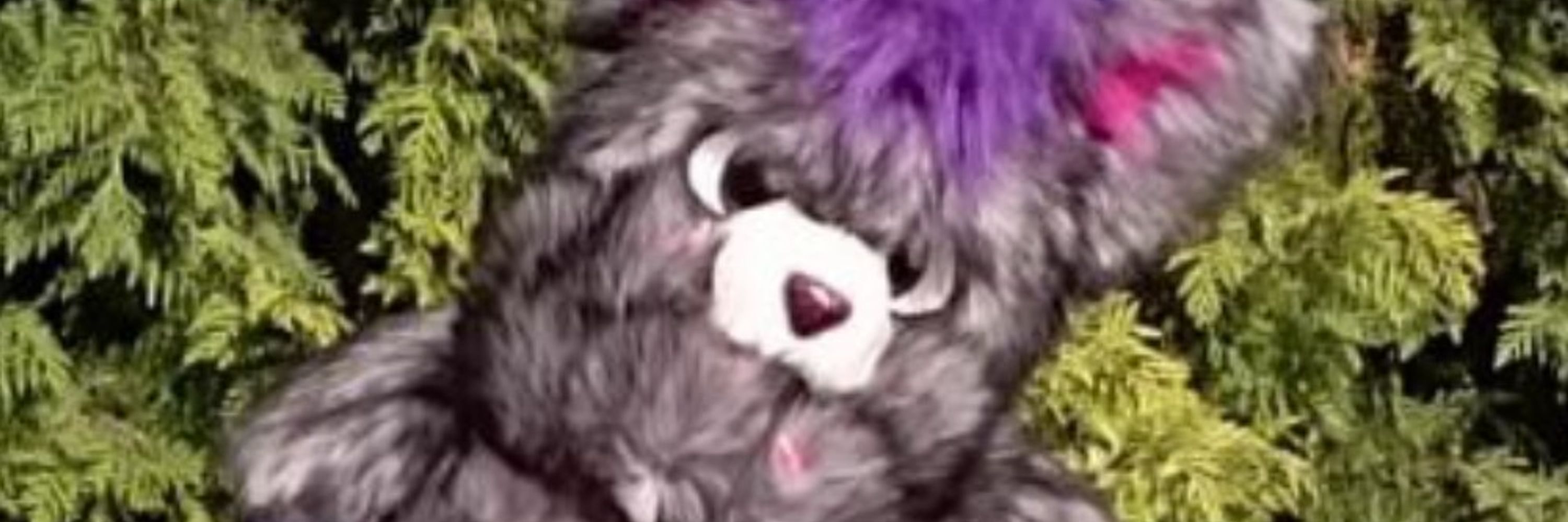 Cuda the Fox