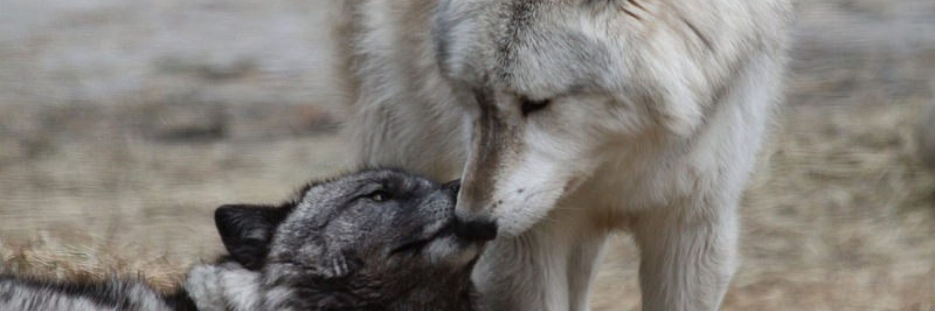 Wolf / Karmin~