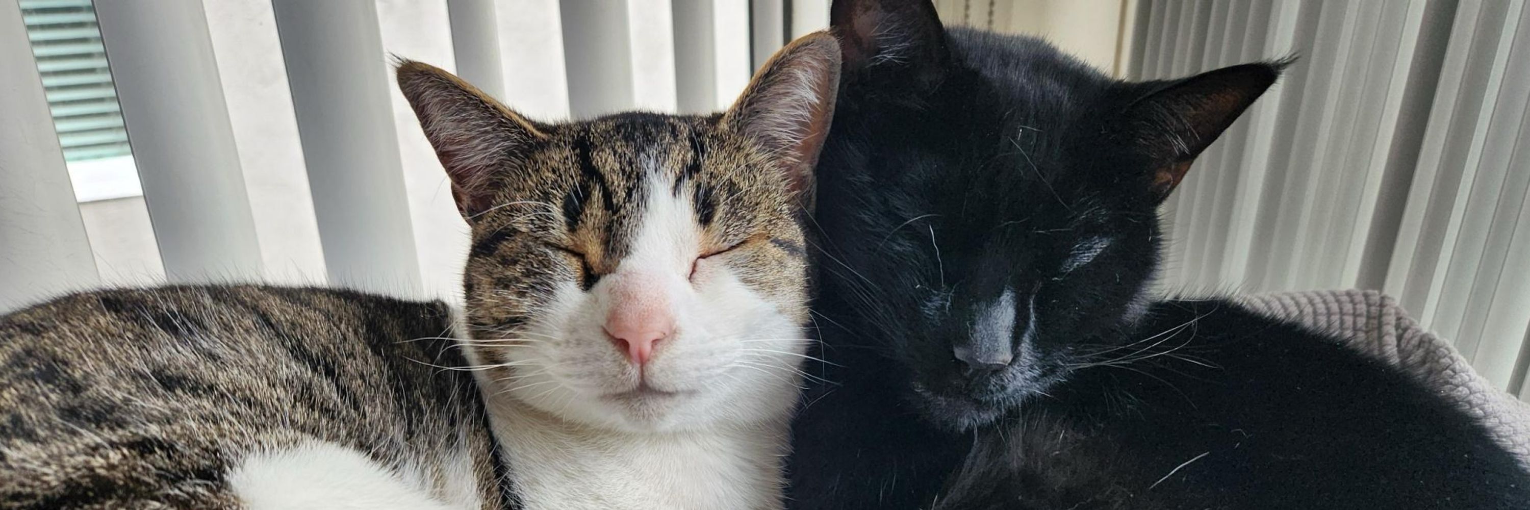 meowva