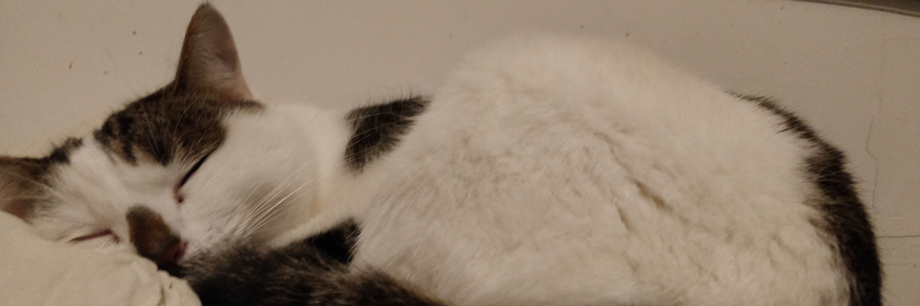 Nam Taro