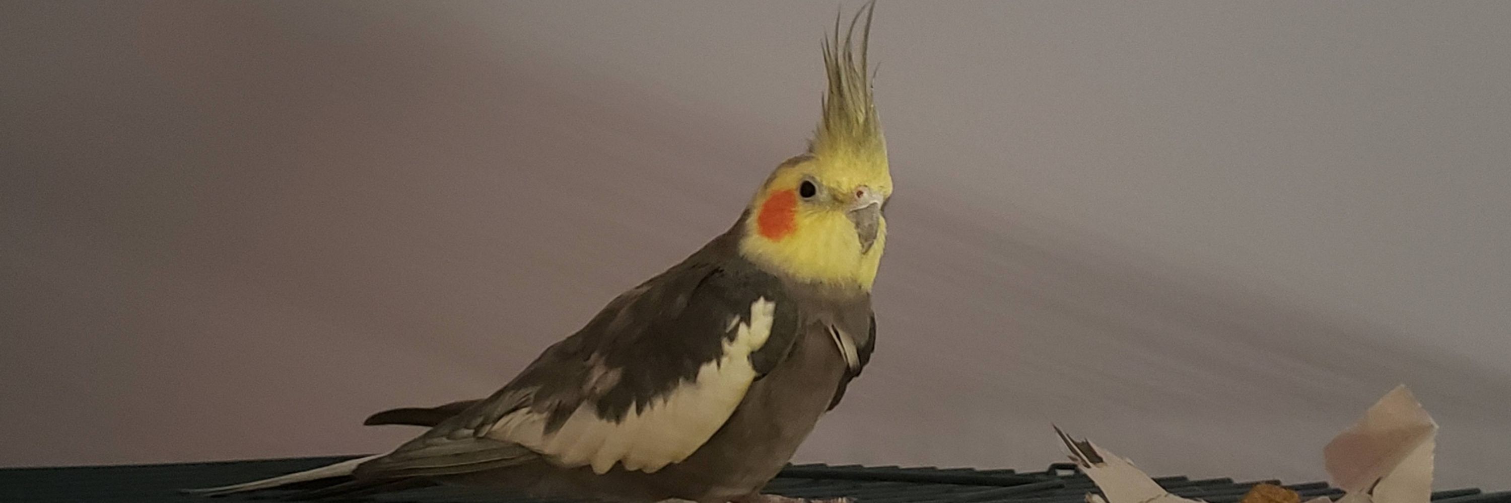 SomethingNeu