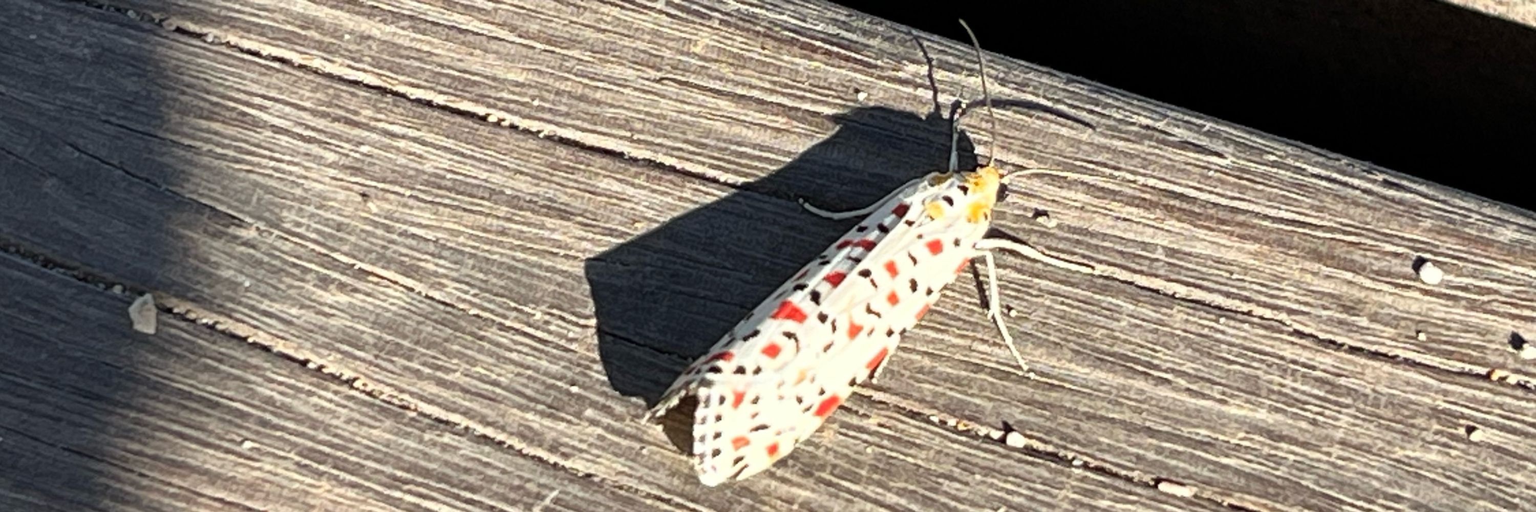 ASW Ecology